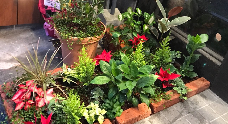 店の外のガーデンに植えられた花