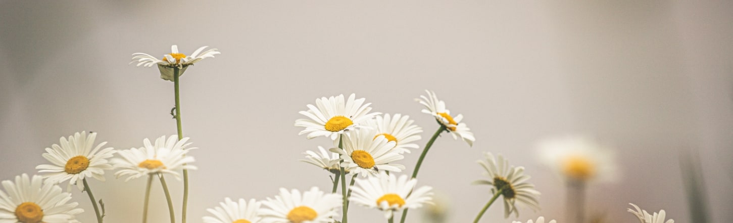 花屋はな輔のお花
